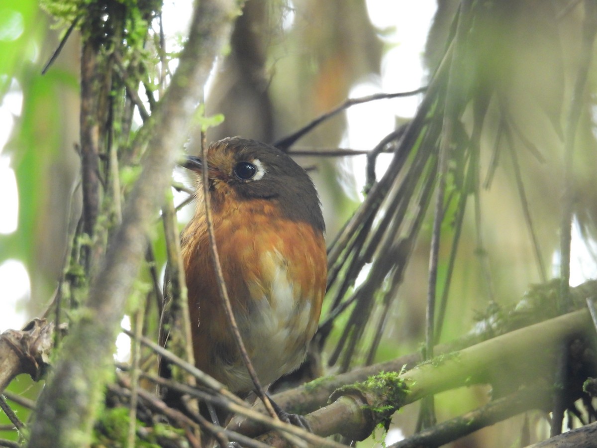 Понгіто гірський - ML646780468