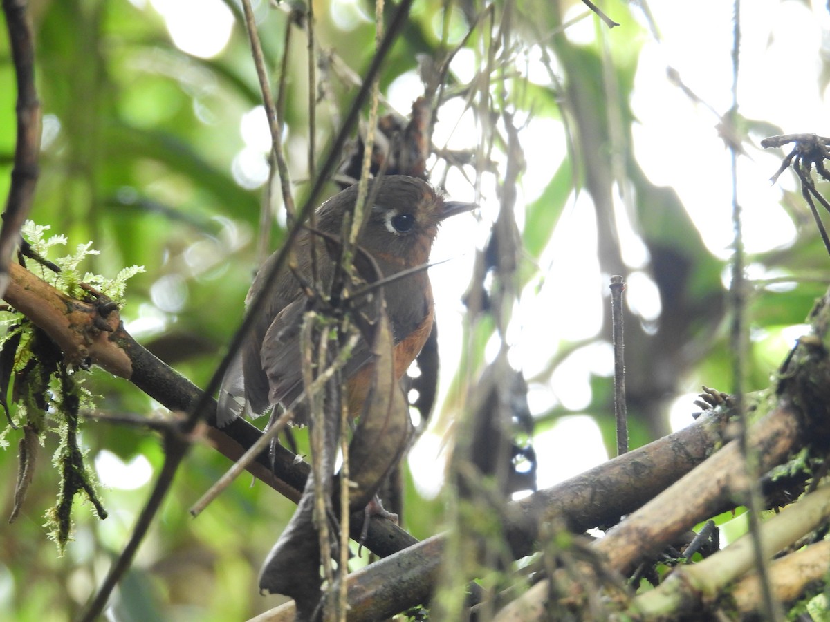 Понгіто гірський - ML646780469