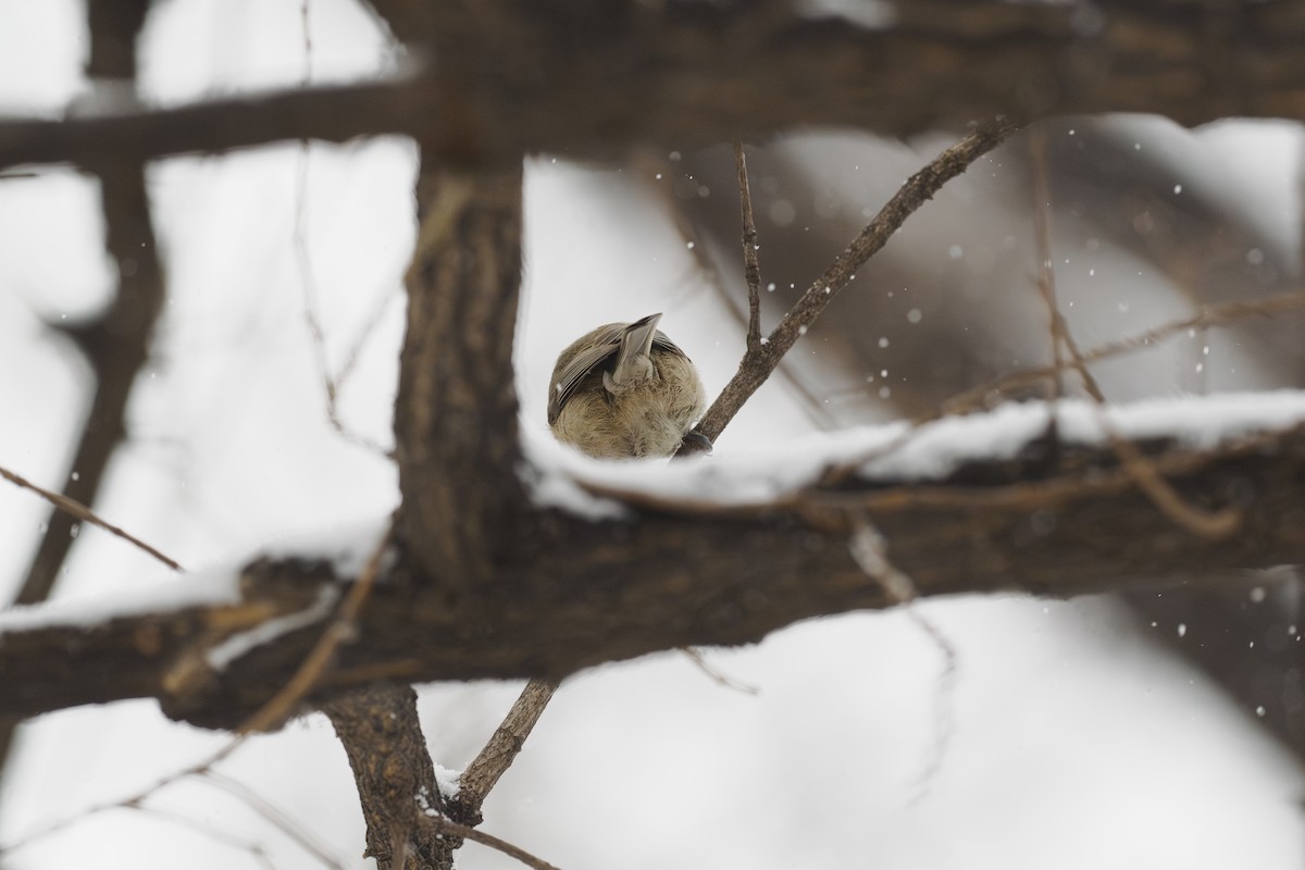 Гаїчка болотяна - ML646780470