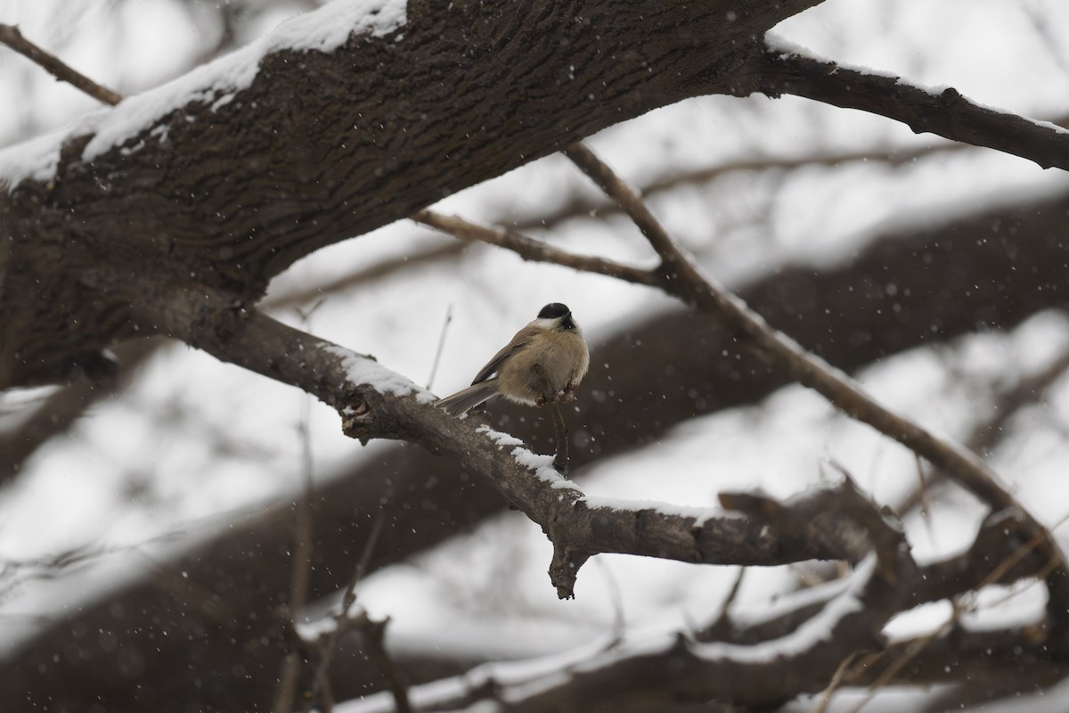 Гаїчка болотяна - ML646780471