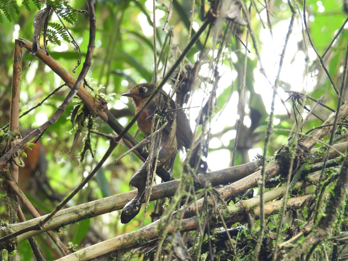 Понгіто гірський - ML646780472