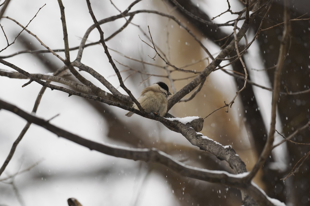 Гаїчка болотяна - ML646780473