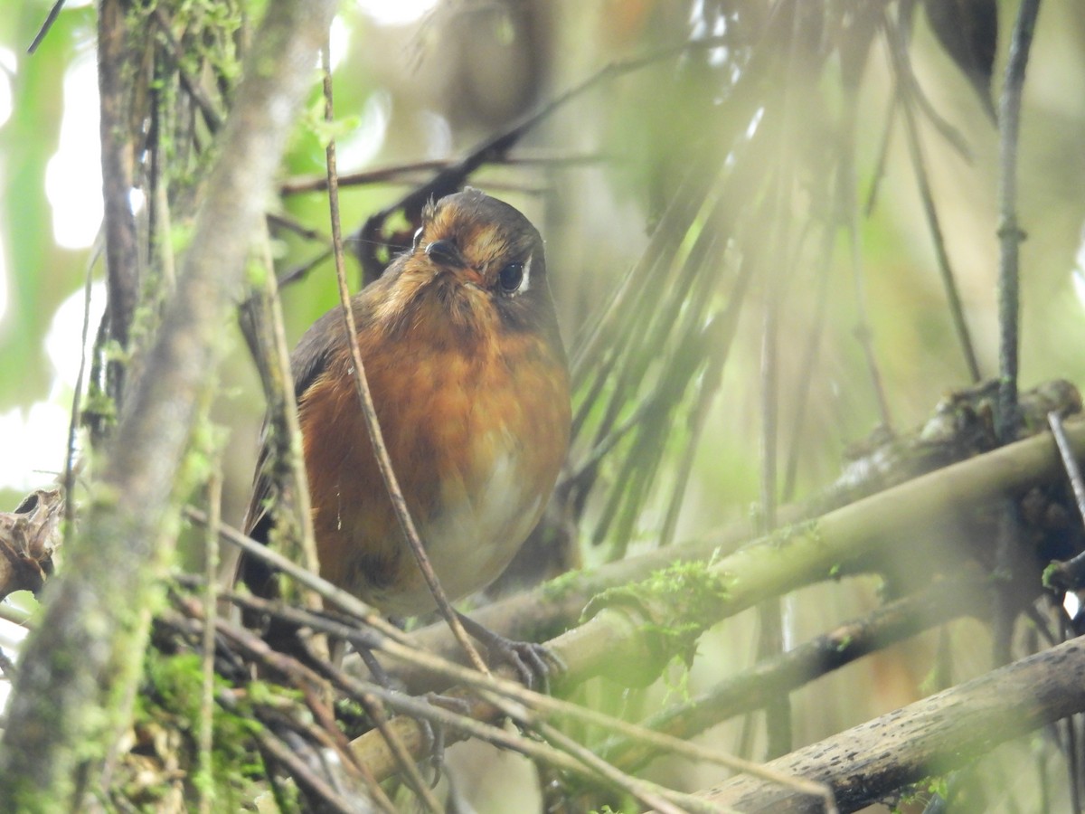 Понгіто гірський - ML646780474