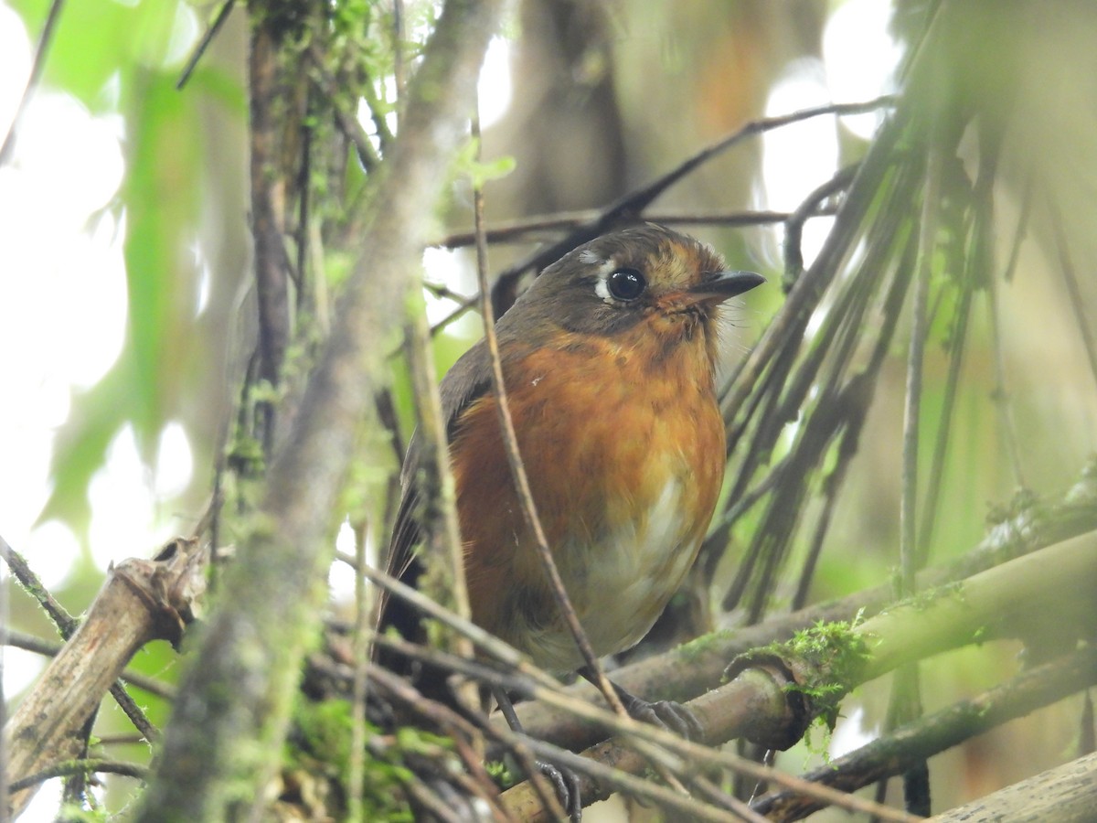 Leymebamba Antpitta - ML646780475