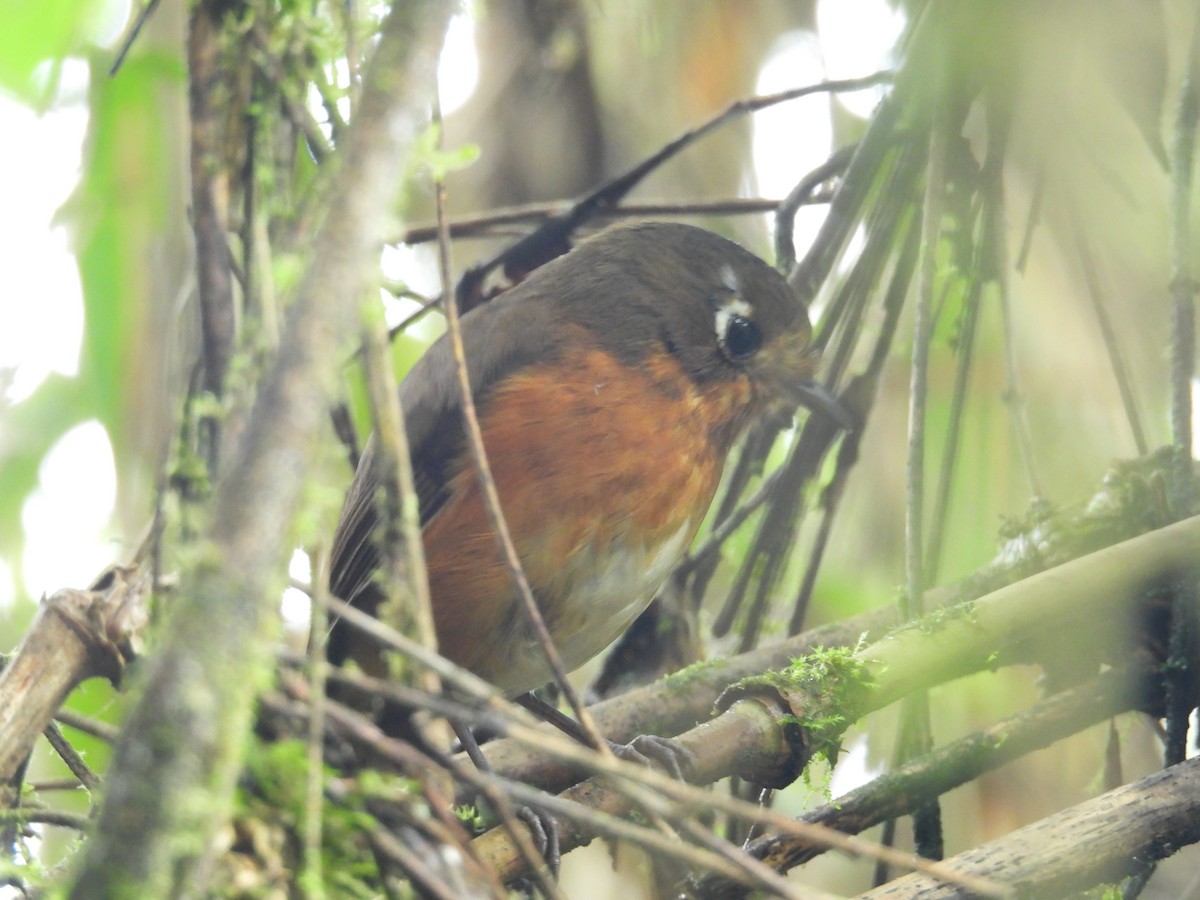 Понгіто гірський - ML646780476