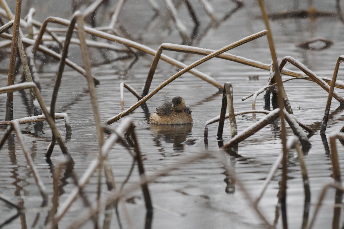 Пірникоза мала - ML646780477