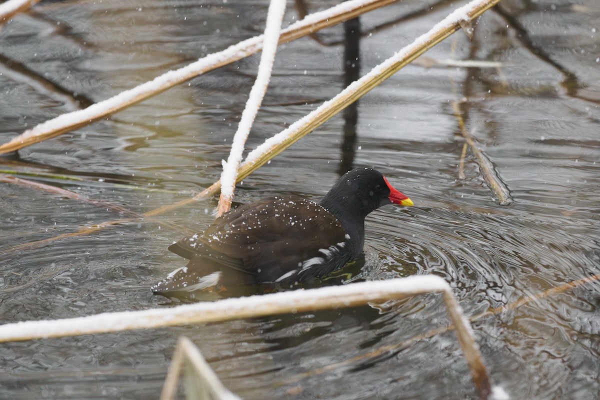 Курочка водяна - ML646780478