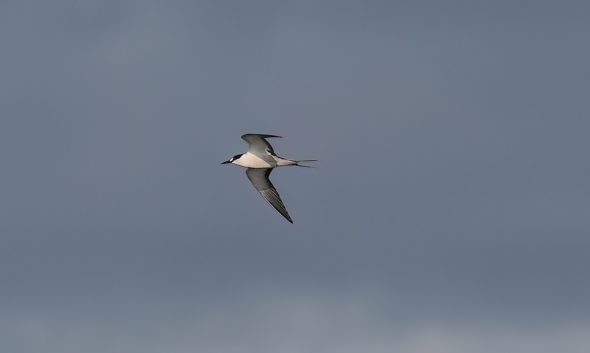 Крячок строкатий - ML646780481