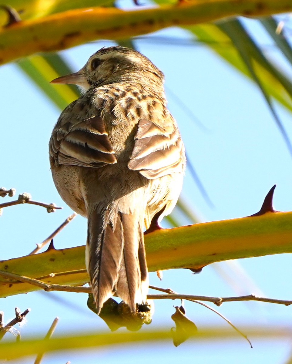 Анумбі смугастоголовий - ML646780482