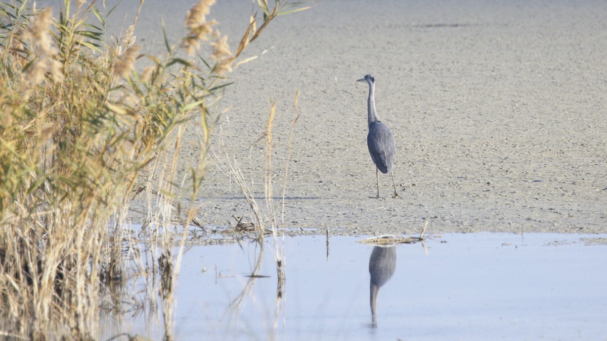 Чапля сіра - ML646780484