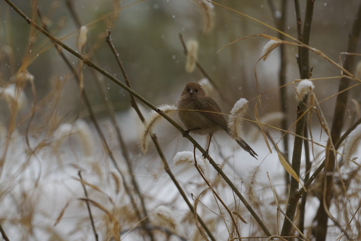 Сутора бура - ML646780485