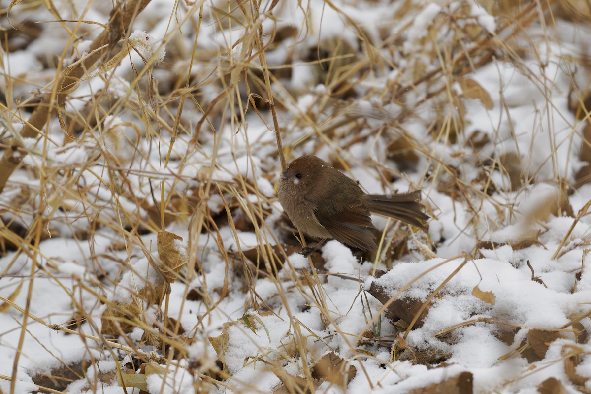 Сутора бура - ML646780486