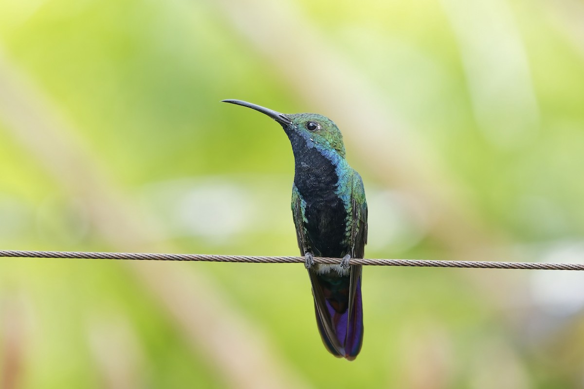 Колібрі-манго чорногорлий - ML646780487