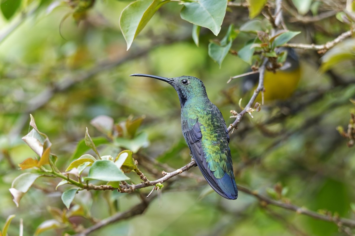 Колібрі-манго чорногорлий - ML646780488