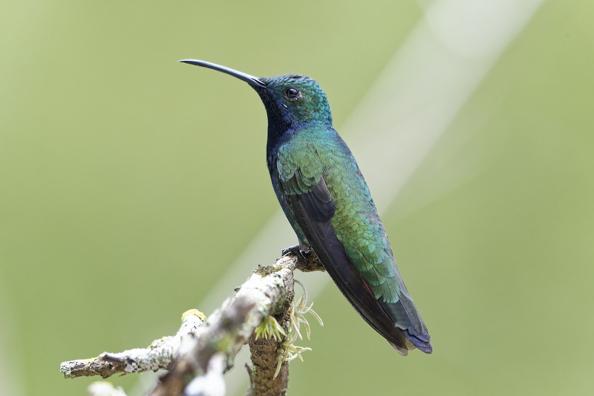 Колібрі-манго чорногорлий - ML646780489