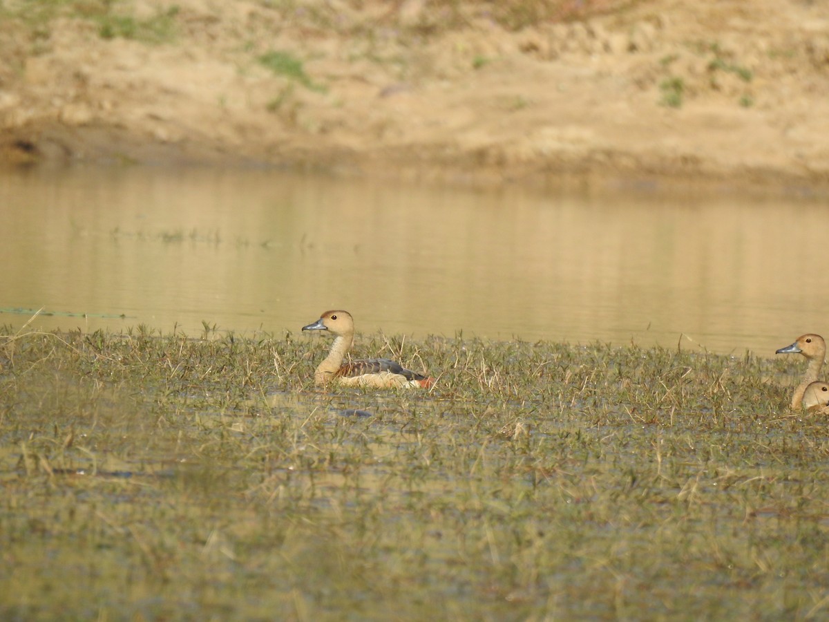 Свистач індійський - ML646780490