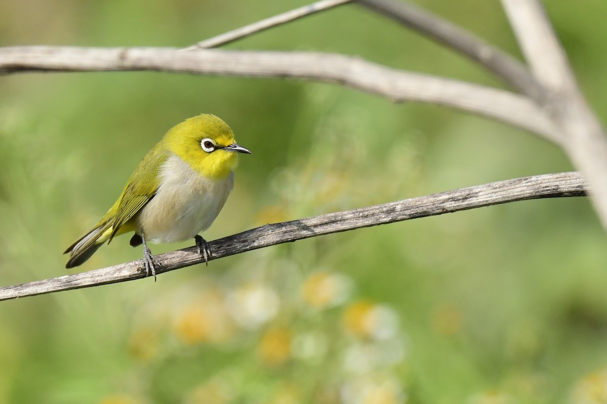 Окулярник китайський - ML646780491