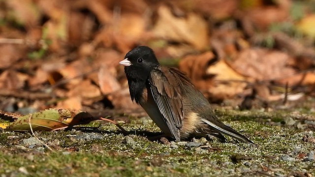 Юнко сірий [група oreganus] - ML646780492