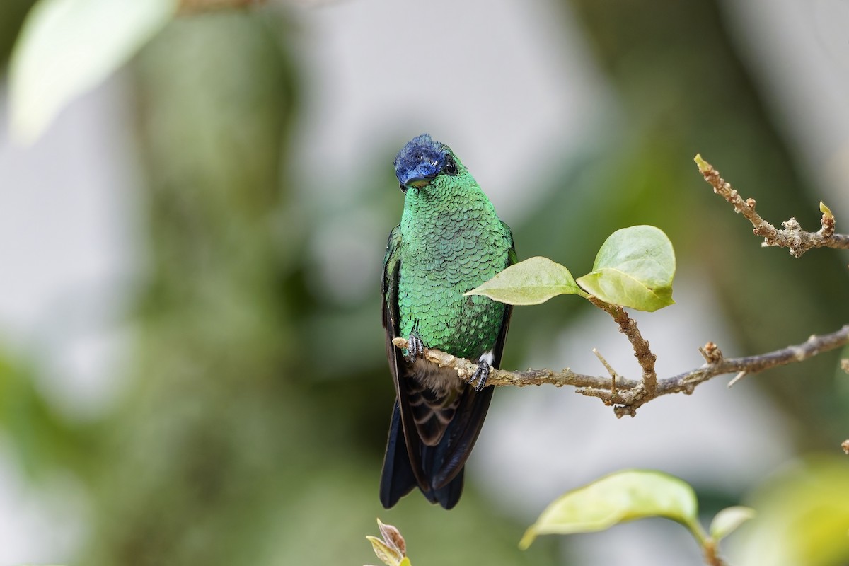 Амазилія-берил сапфіроволоба - ML646780493