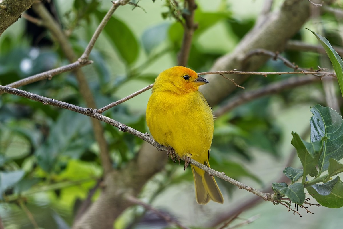 Посвірж золотоголовий - ML646780494