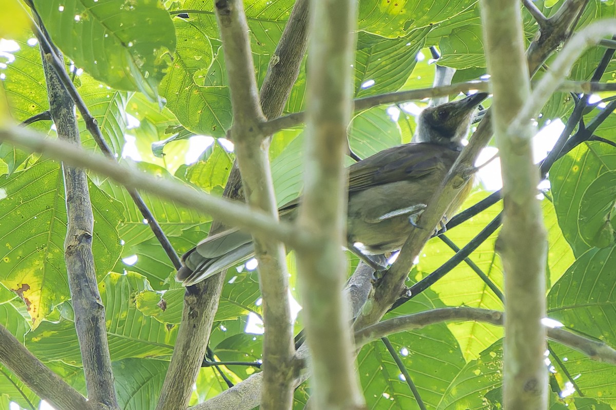 Медівник серамський - ML646780495