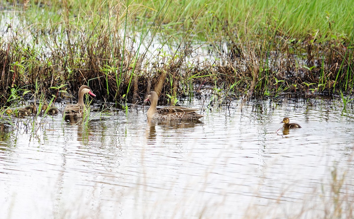Шилохвіст червонодзьобий - ML646780496