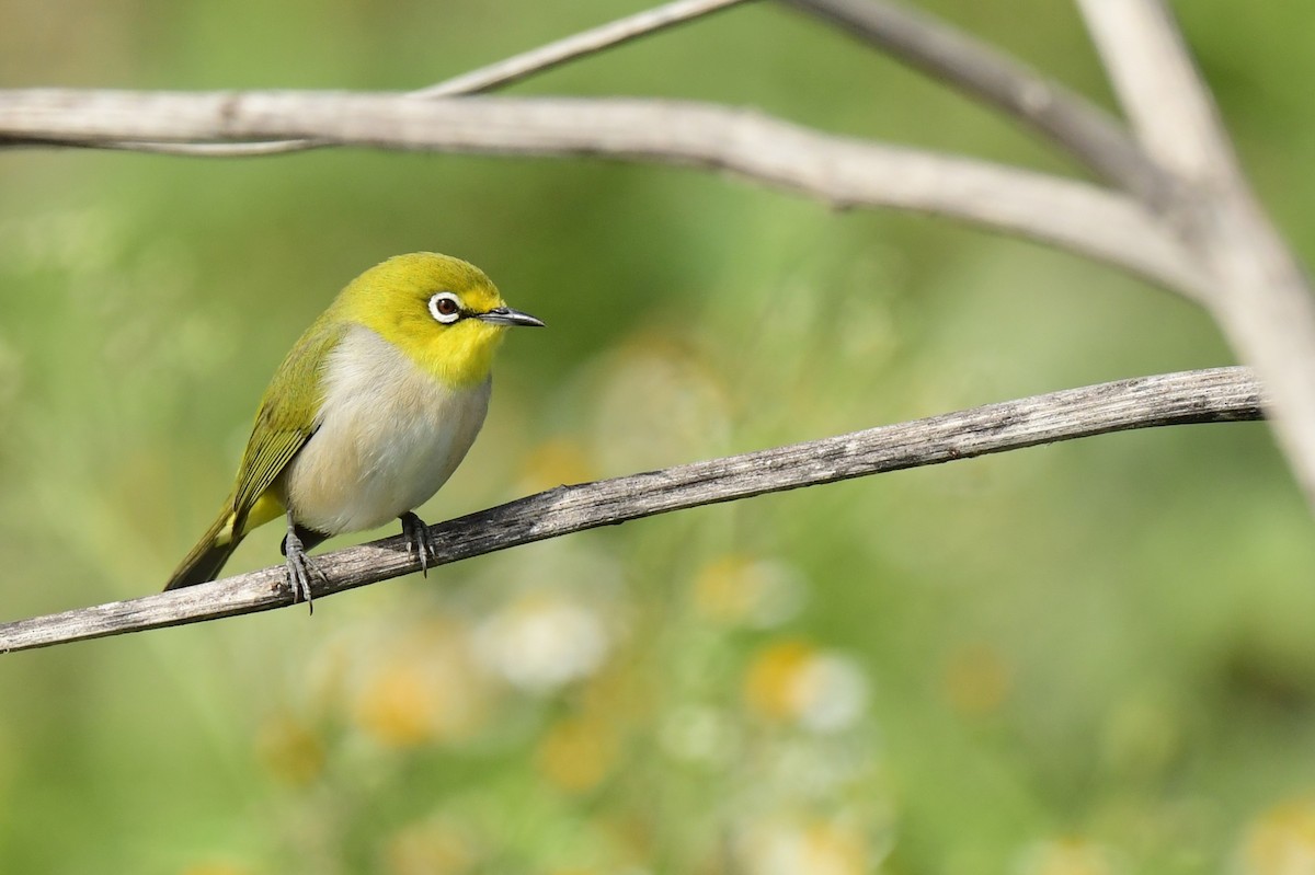 Окулярник китайський - ML646780497