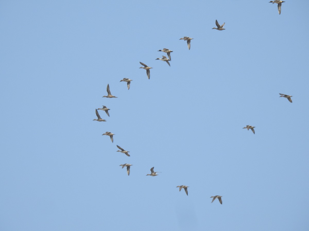 Northern Pintail - ML646780498