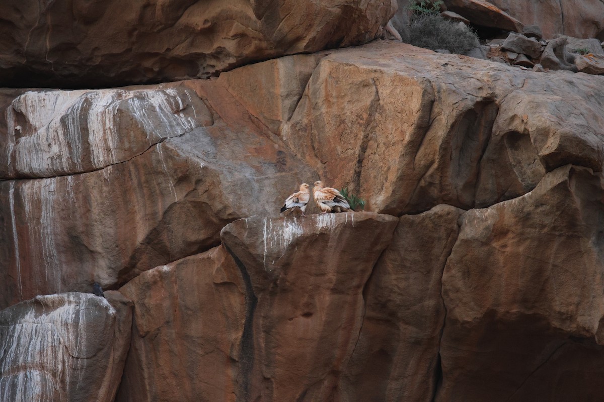 Egyptian Vulture - ML646780499