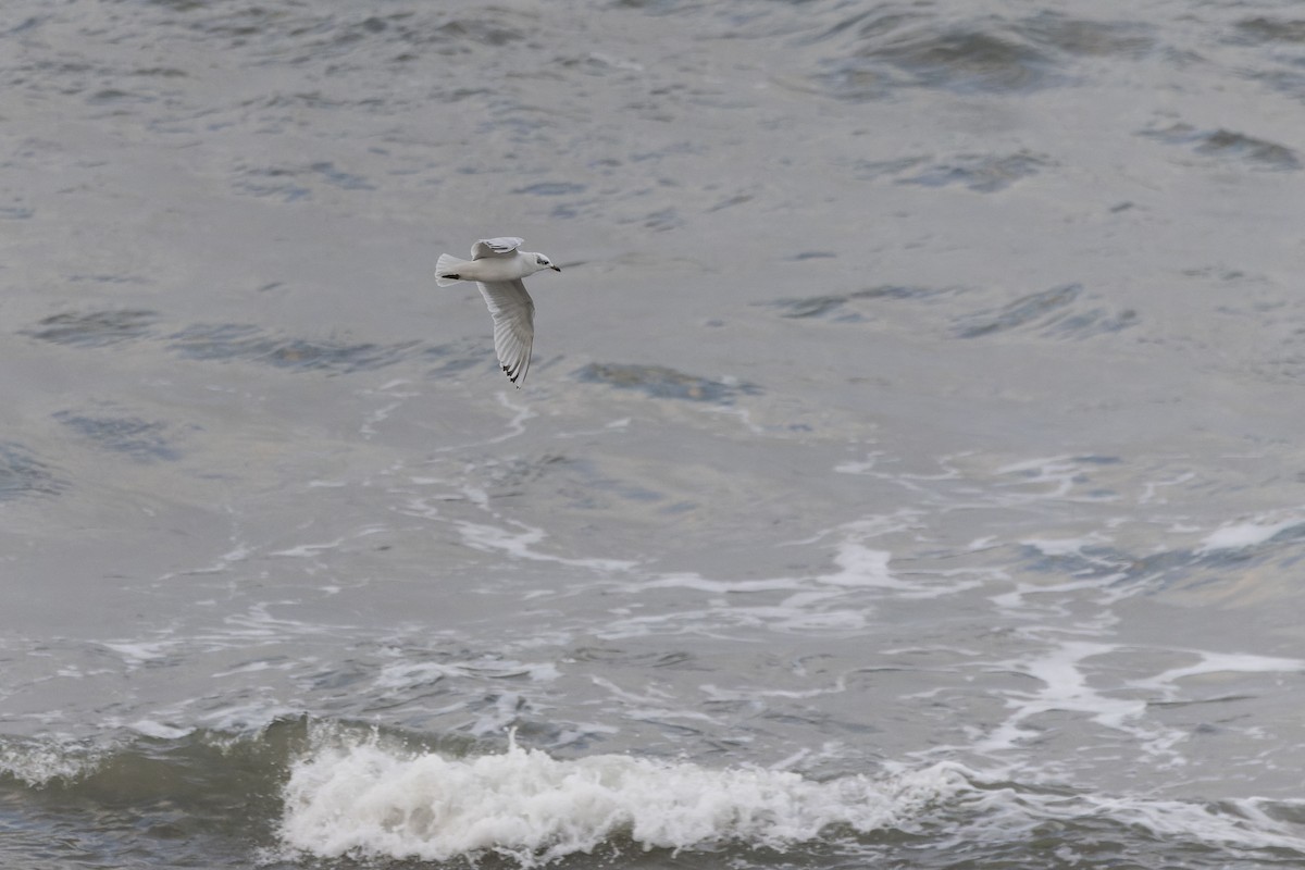 Мартин середземноморський - ML646780501