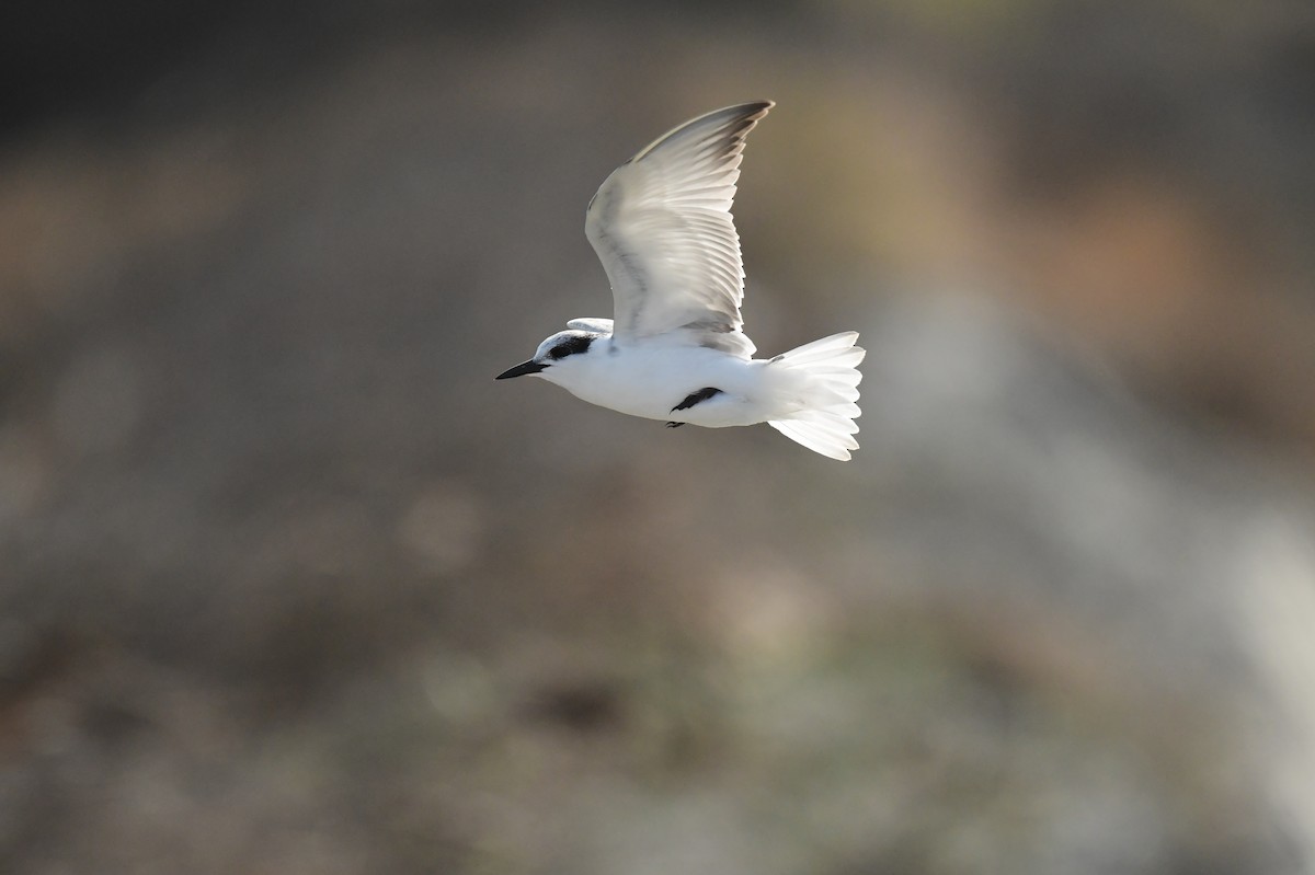 hvitkinnsvartterne - ML646780502