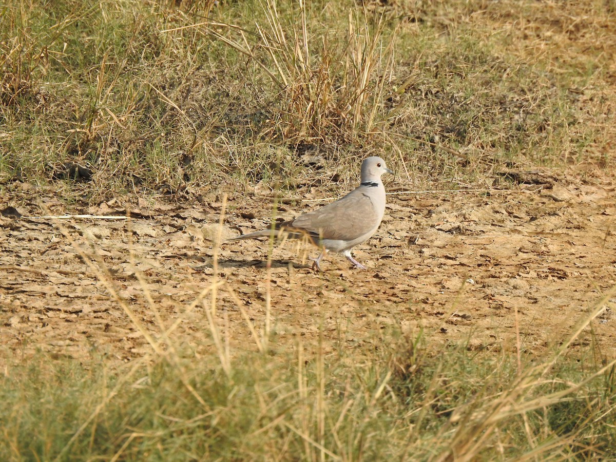 Eurasian Collared-Dove - ML646780504