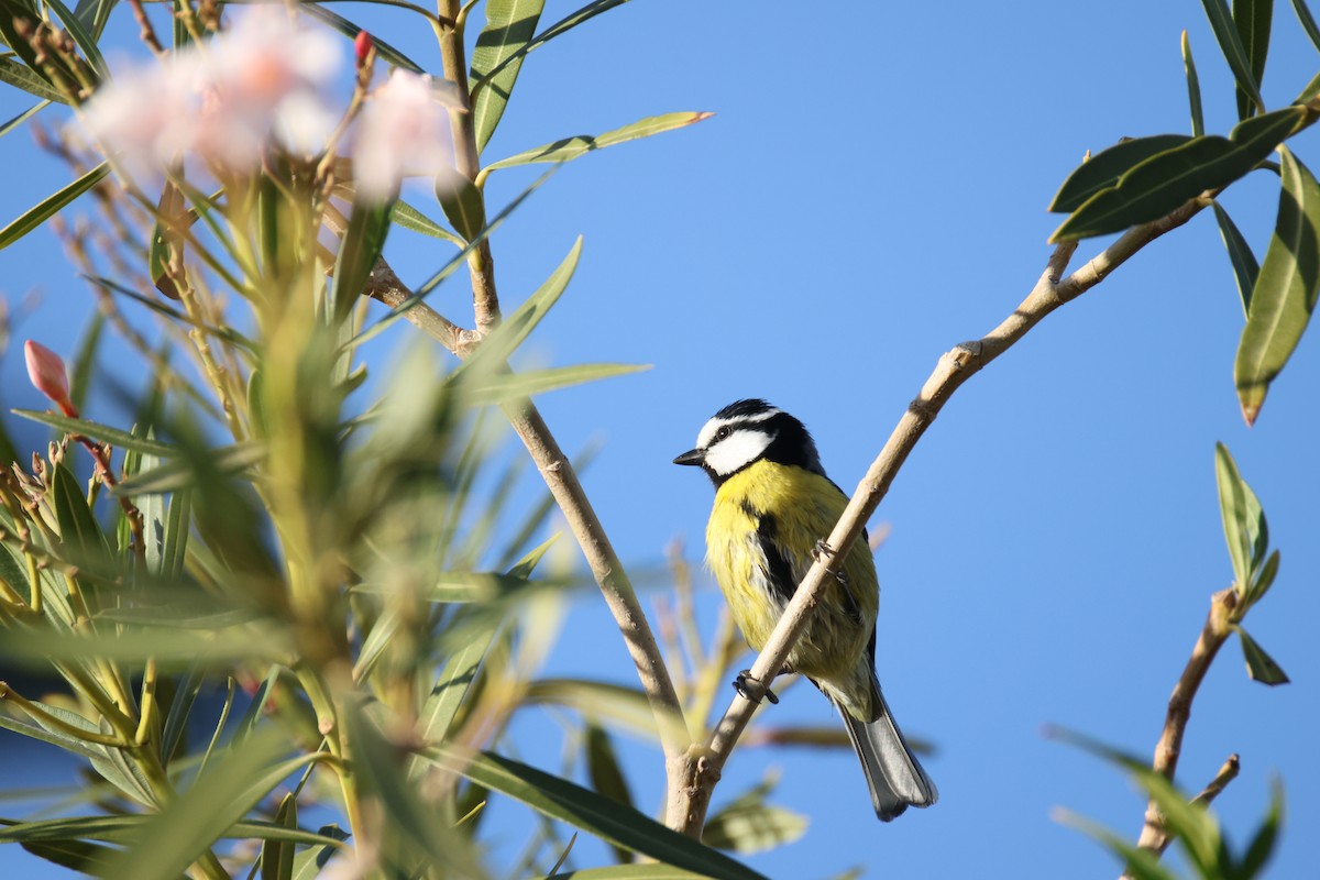 African Blue Tit - ML646780505
