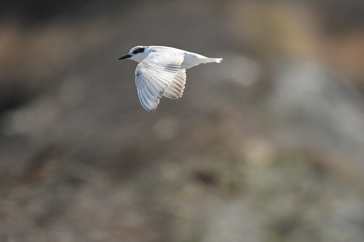 hvitkinnsvartterne - ML646780506