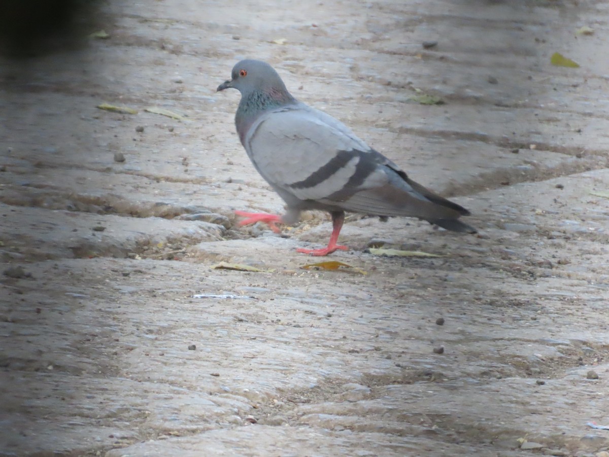 Haitz-usoa (etxekoa) - ML646780507