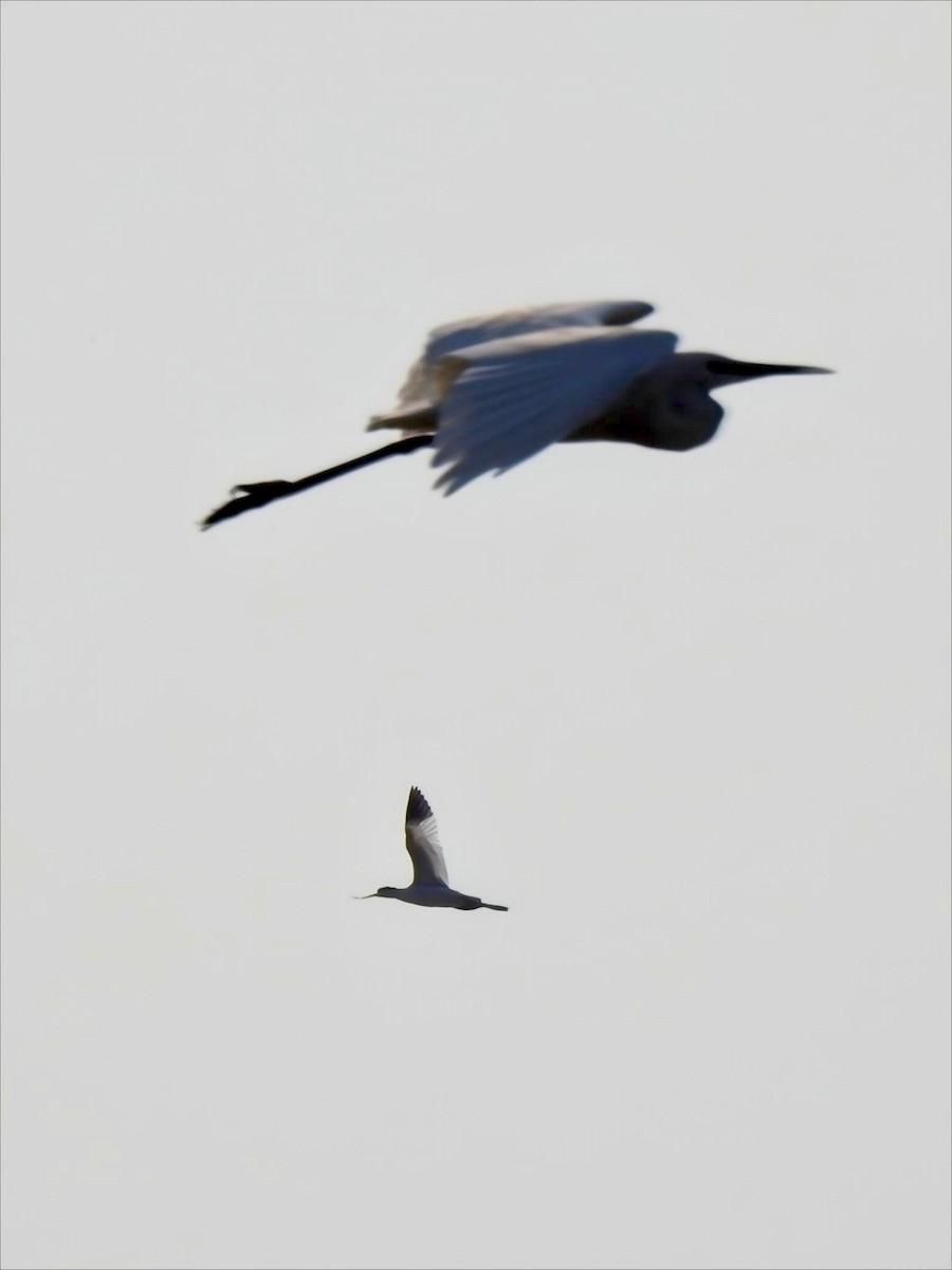 Pied Avocet - ML646780510