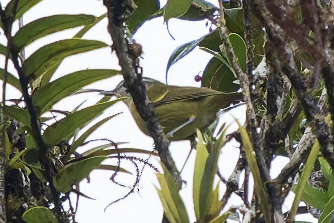 Insellaubsänger (ceramensis) - ML646780511