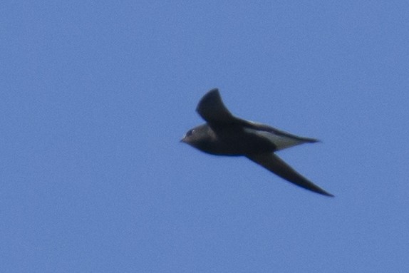 Brown-backed Needletail - ML646780516