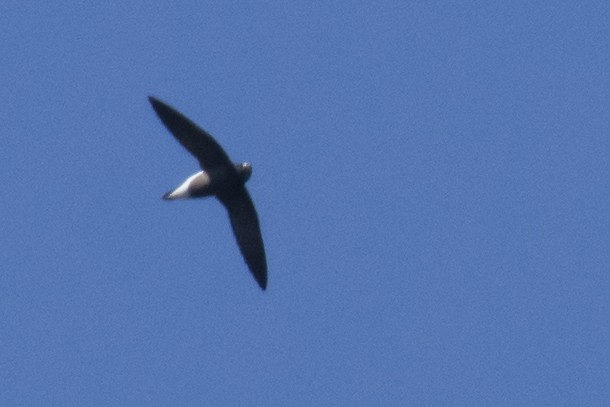 Brown-backed Needletail - ML646780517