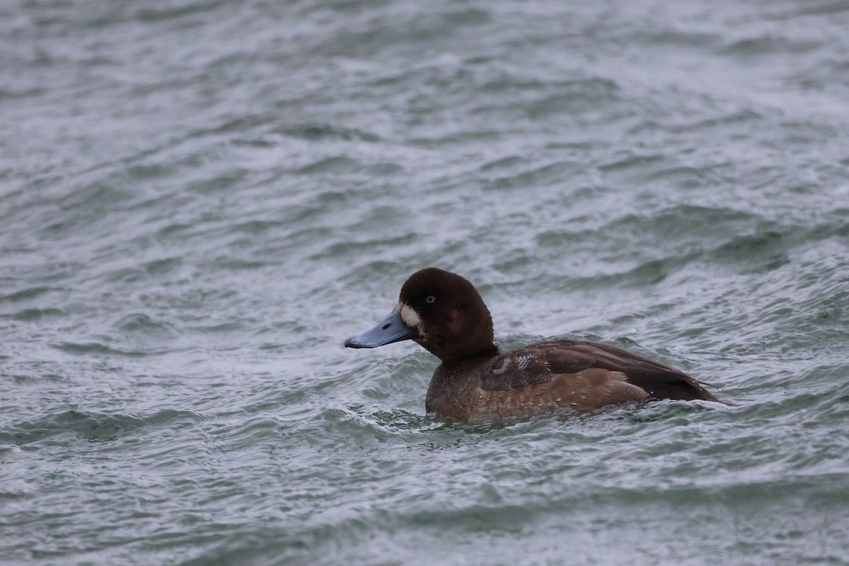 斑背潛鴨 - ML646780518
