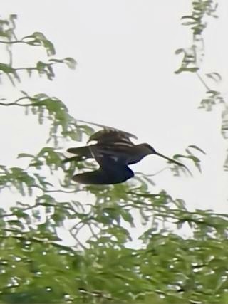 Pin-tailed Snipe - ML646780519