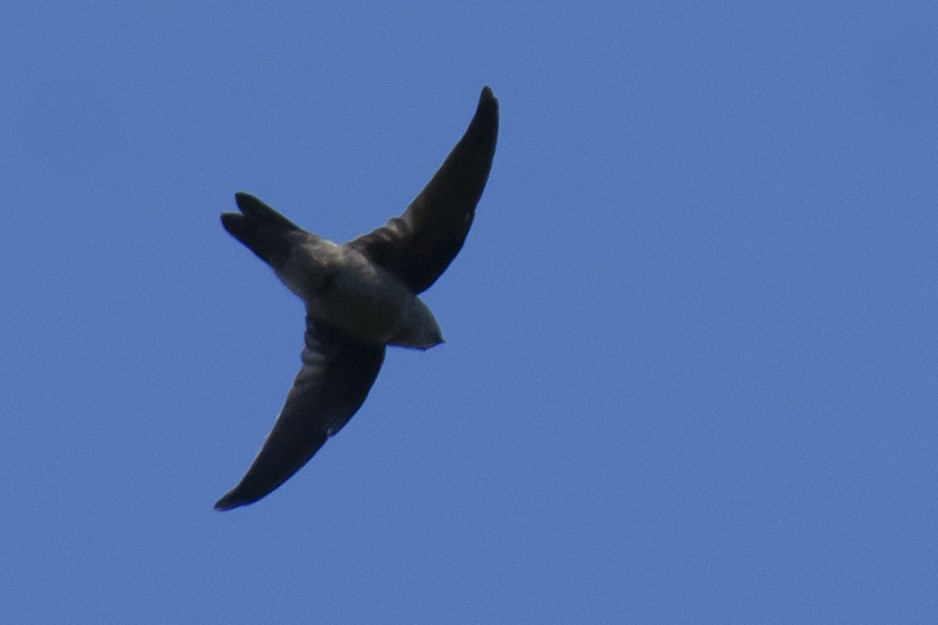 Indian Swiftlet - ML646780524