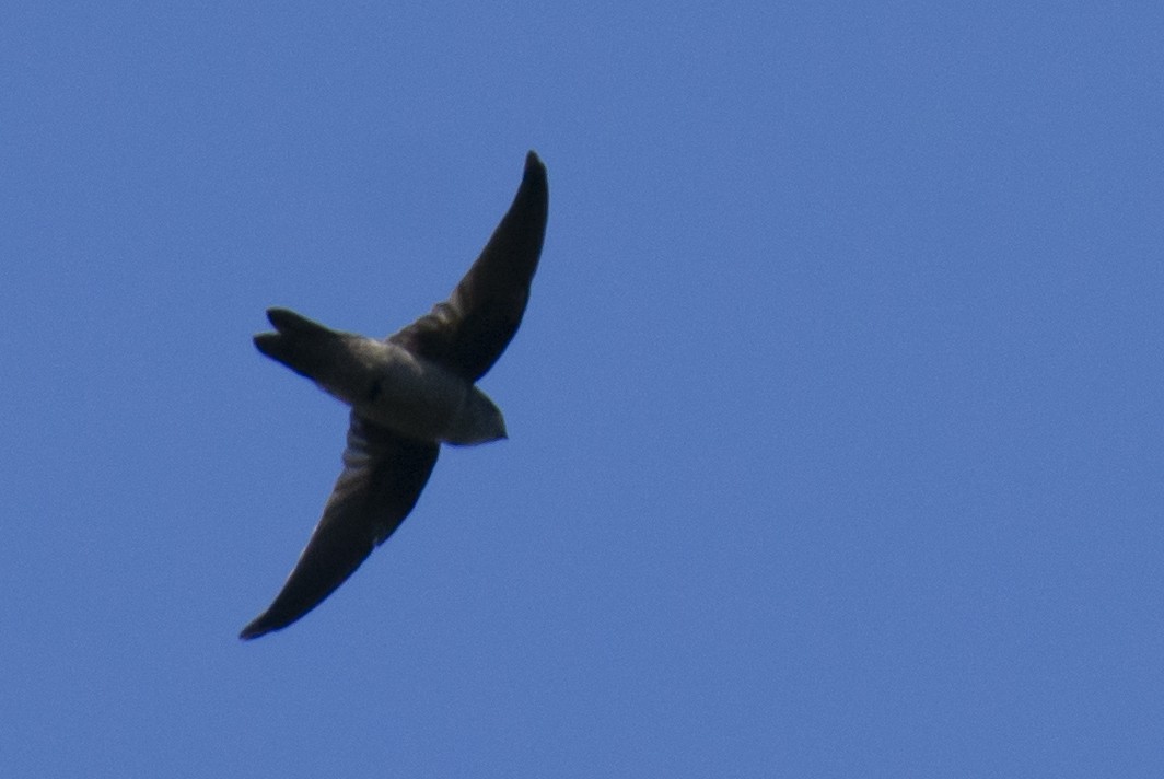 Indian Swiftlet - ML646780525