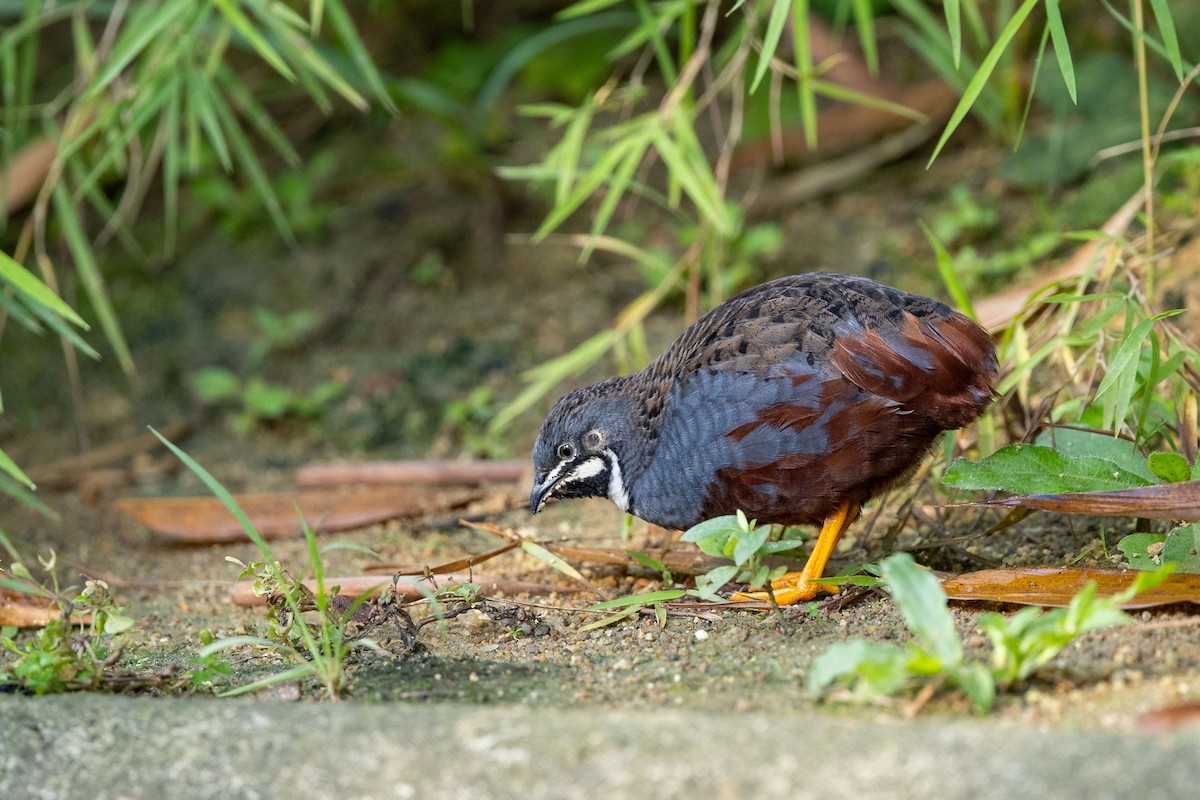 asiablåvaktel - ML646780526