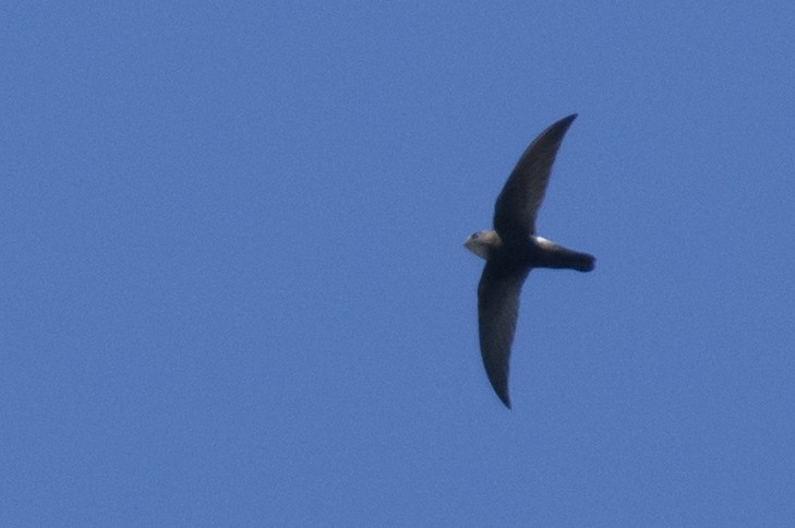 Sorbeltz txikia - ML646780527