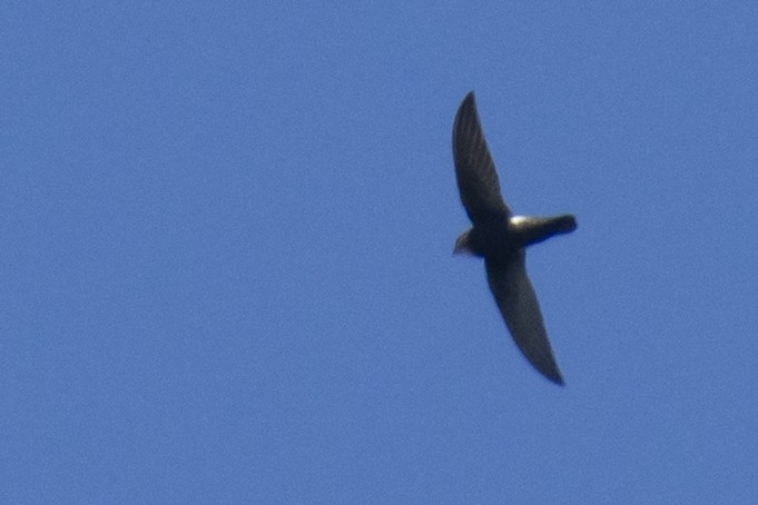 Sorbeltz txikia - ML646780528