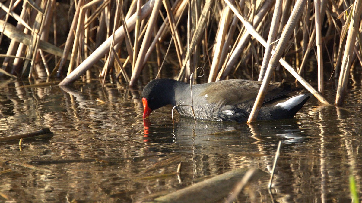 Eurasian Moorhen - ML646780529