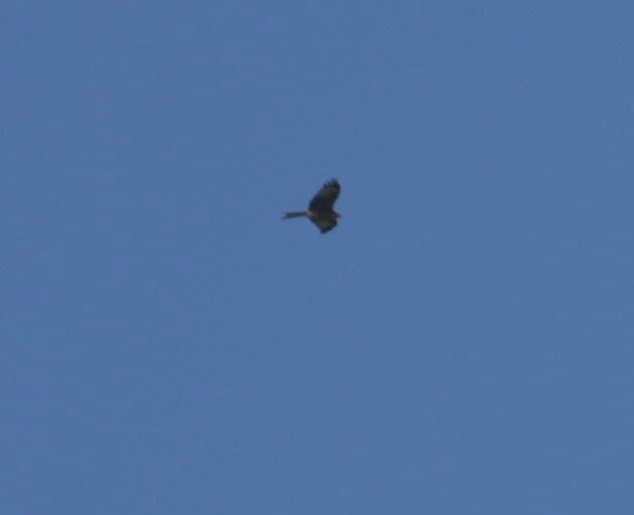 Red Kite - ML646780530