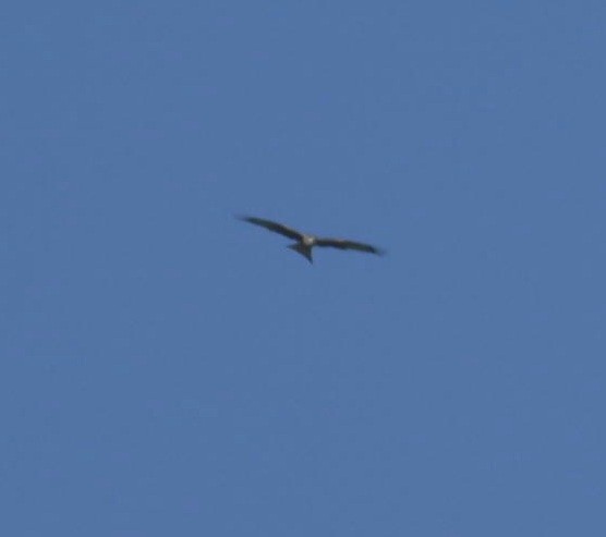 Red Kite - ML646780531