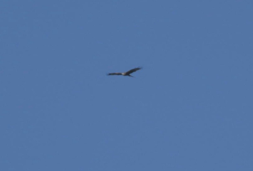 Red Kite - ML646780532